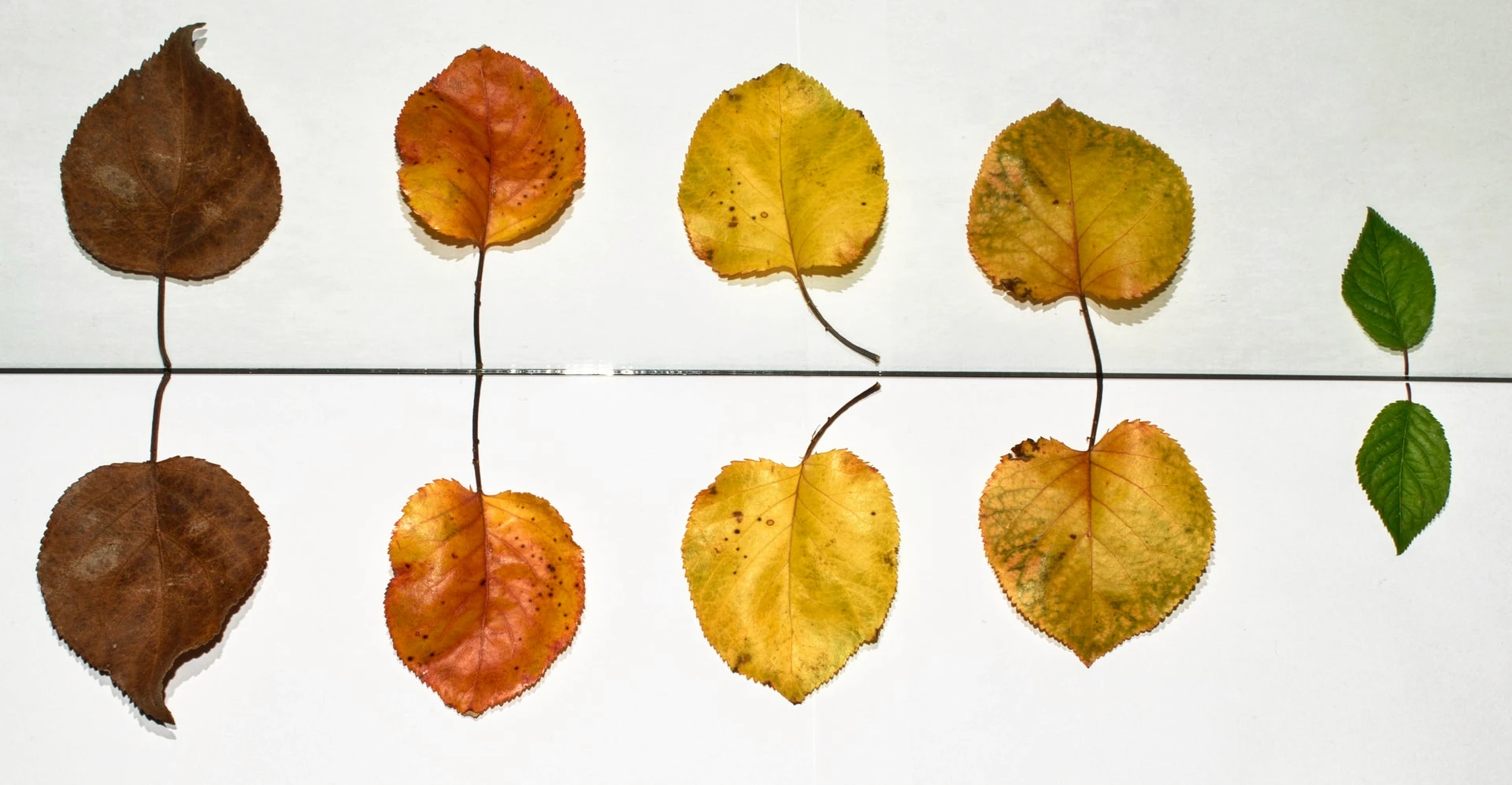 Nine leaves laid in a row against a white ground and reflected in a mirror below, ranging from fully green through yellow and orange to dry brown.